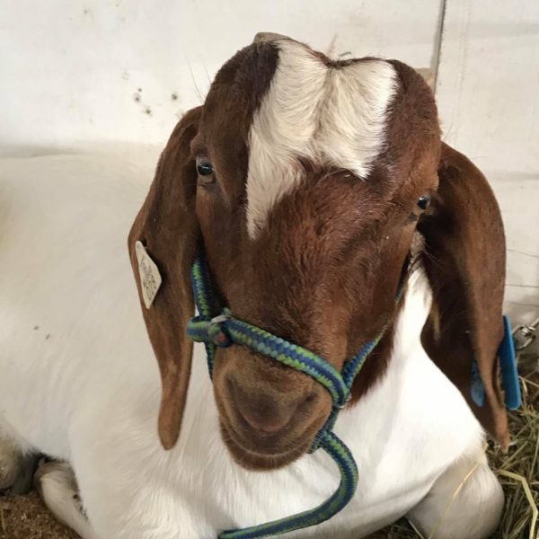 Goat