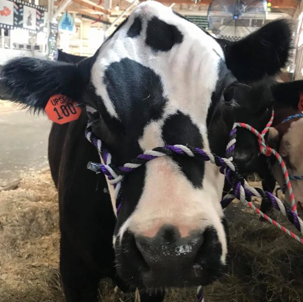 Steer